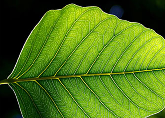 网页在线DDOS压力测试